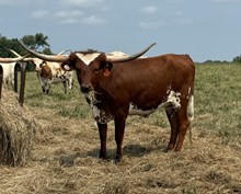 DSF TEX ME MAIDEN