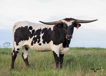 DW SADDLE UP
