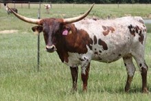 SHR Dakota