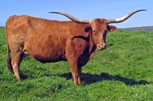 Dalgood's Redhead