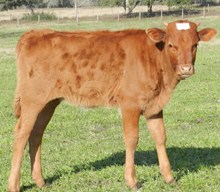 DANCING BULL X PAIGE LEIGH HEIFER CALF