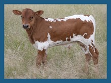 DBL-K DARLA X RUSTY 609