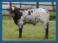 DBL-K DARLENE X MR 525