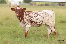 Dauntless Wildflower Heifer 2026