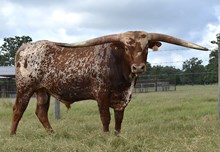 RJF DAVY CROCKETT  TAG 303