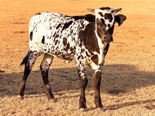 3P COWBOY'S DE LUXE