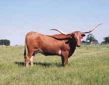 FL Darla CF5