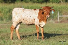 Dividend's Darling Heifer 2026