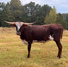 DIXIE DANCIN QUEEN