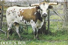 DODE'S BOY
