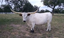 DONNA 2H-904