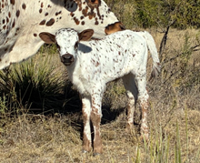 LHB Dance-Off X Silent Knight 672 heifer