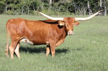 SHR Dorothy Jean