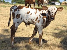 Double-Ought DSM