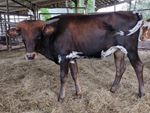 Dunn Double Time 2025 Heifer