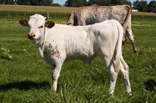 Cool Hand Luke Chex x Dragon Crystal  Bull Calf