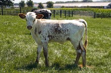 Cool Hand Luke Chex x Dragon Walker Heifer Calf