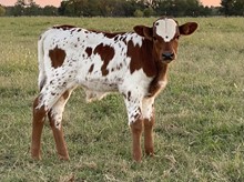Sand 21 Steer
