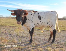 HJR Bull 51