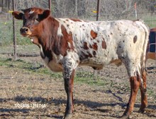 Top Tierra Easylovin R-H