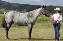 FQHR Buddy Blue