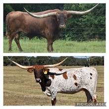 Pacific Cowboy 40 x HR Rebels Star embryo