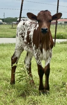 BCR Tari’s Forte 621 heifer calf