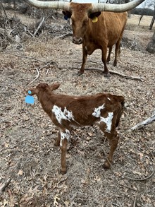 MOLLY WITH A SWAG BULL