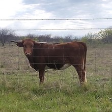 Hubbells Butch Cassidy X  RM TARI SAFARI 792