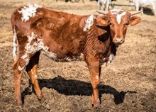 2023 Heifer (Double Dottie)