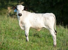 2024 Bull (Thelma Lou)
