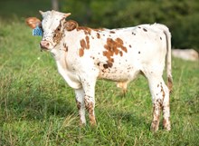 2024 Bull (Sittin Star)