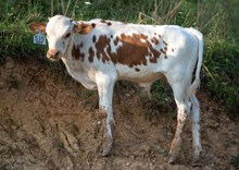 2024 Bull (Jitterbug)