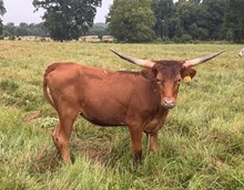 HR WHIZ BANG X REBEL HR