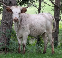EUCHRE X SNOWPANTS HEIFER