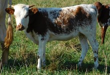 EUCHRE X KAY IM HIGH HEIFER