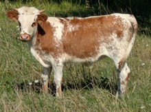 EUCHRE X STRAWBERRY COWGIRL HEIFER