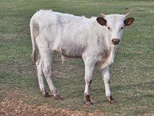 Pearl Bull Calf - 192