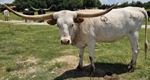 Earl Gray Cowgirl CPL