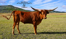El Cucuy