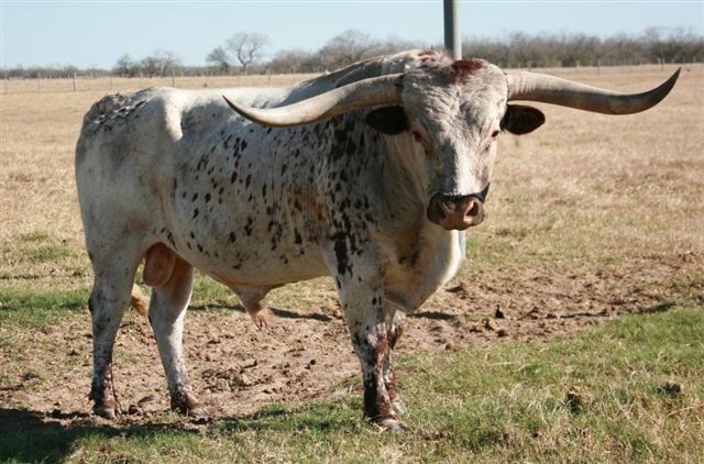 EL TIRADOR