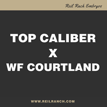 Top Caliber x WF Courtland
