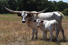 BAR R ENCHANTED X COUNTY LINE 222TAG 602