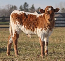 MT Eyelash Bull