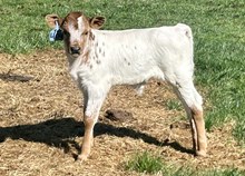 2025 Bull (Shy Desire)