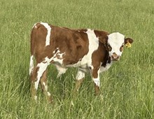 Jamaka Shot 25 bull