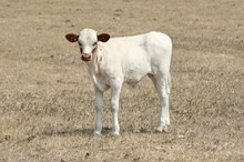 SL Powerstroke/Diamond Shine bull26