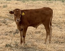 Cinnamon Spice 26 bull