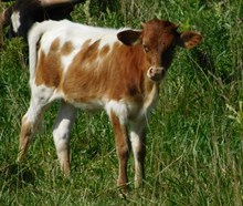 PEACEKEEPER X FABULOUS HEIFER