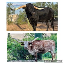 JH RURAL BLACKOUT x LEZAWE EOT 8E3 Embryo